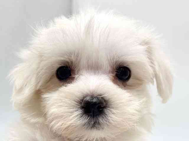 愛知県のマルチーズ (ひごペットフレンドリーヴィアモール アピタ江南西店/2026年2月14日生まれ/男の子/ホワイト)の子犬の1枚目の画像