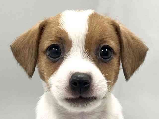 京都府のジャックラッセルテリア (ひごペットフレンドリー京都店/2026年2月14日生まれ/女の子/ホワイトタン)の子犬の1枚目の画像