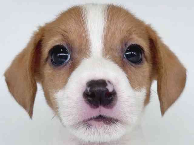 大阪府のジャックラッセルテリア (ひごペットフレンドリー瓜破店/2026年2月14日生まれ/女の子/ホワイトタン)の子犬の1枚目の画像