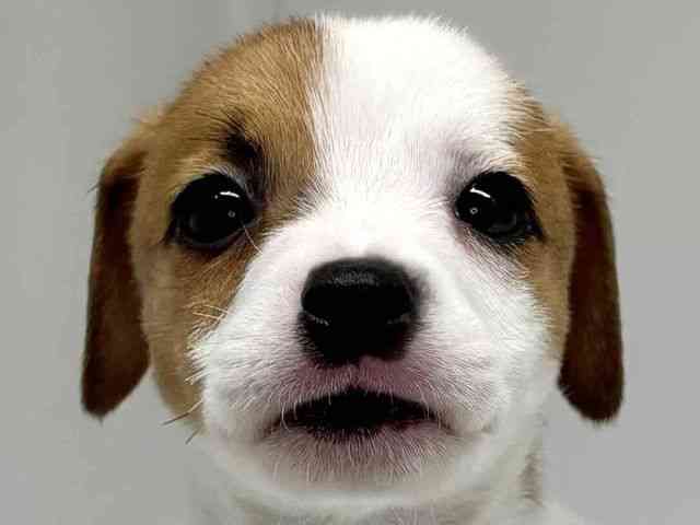 大阪府のジャックラッセルテリア (ひごペットフレンドリーセブンパーク天美店/2026年2月14日生まれ/男の子/ホワイトタン)の子犬の1枚目の画像