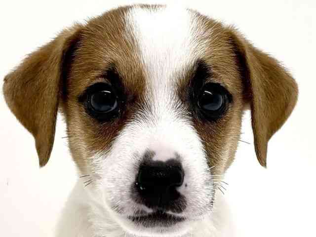 兵庫県のジャックラッセルテリア (ひごペットフレンドリーブルメールHAT神戸店/2026年2月14日生まれ/男の子/ホワイトタン)の子犬の1枚目の画像