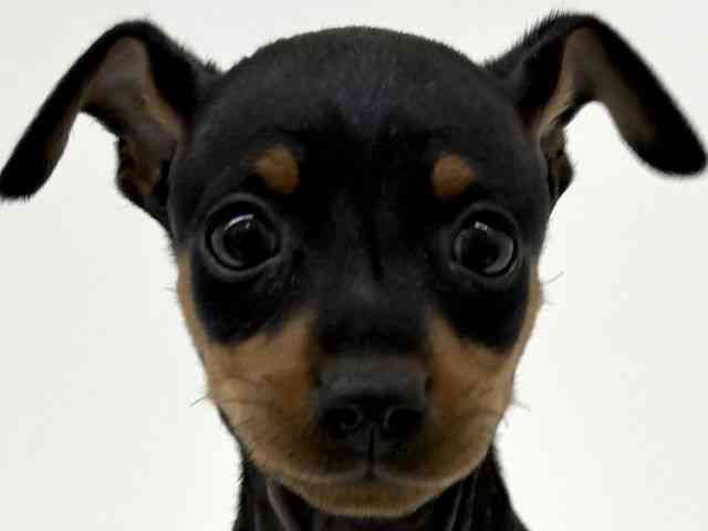 兵庫県のミニチュアピンシャー (ひごペットフレンドリーブルメールHAT神戸店/2026年2月14日生まれ/男の子/ブラックタン)の子犬の1枚目の画像