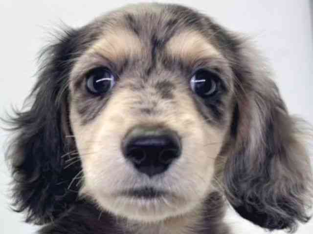 大阪府のミニチュアダックスフンド(ロング) (ひごペットフレンドリーイトーヨーカドー津久野店/2026年2月14日生まれ/女の子/シルバーダップル)の子犬