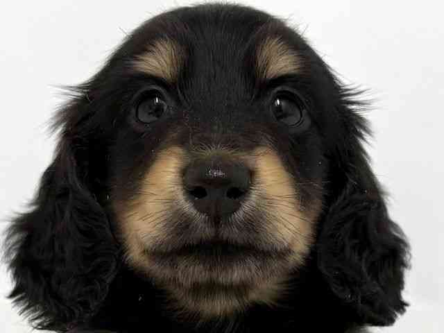 大阪府のミニチュアダックスフンド(ロング) (ひごペットフレンドリーベルファⅡ都島店/2026年2月14日生まれ/男の子/ブラックタン)の子犬の1枚目の画像