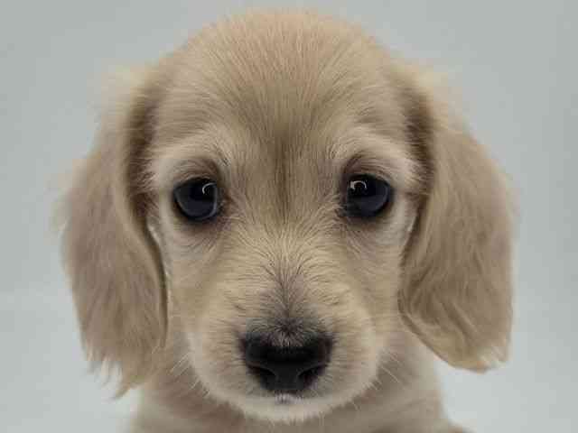 島根県のミニチュアダックスフンド(ロング) (ひごペットフレンドリーイオンモール出雲店/2026年2月15日生まれ/男の子/イエロー)の子犬の1枚目の画像