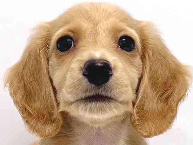 奈良県のミニチュアダックスフンド(ロング) (ひごペットフレンドリー奈良パワーシティ店/2026年2月15日生まれ/男の子/イエロー)の子犬の1枚目の画像