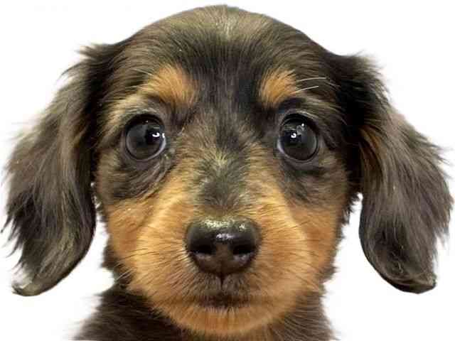 愛媛県のミニチュアダックスフンド(ロング) (ひごペットフレンドリーエミフルMASAKI店/2026年2月15日生まれ/女の子/シルバーダップル)の子犬の1枚目の画像