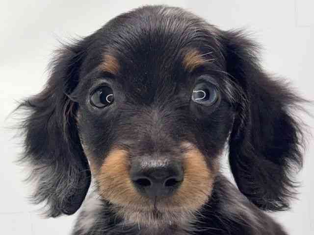 京都府のミニチュアダックスフンド(ロング) (ひごペットフレンドリー洛北阪急スクエア店/2026年2月15日生まれ/男の子/シルバーダップル)の子犬の1枚目の画像