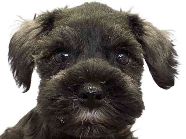 愛媛県のミニチュアシュナウザー (ひごペットフレンドリーエミフルMASAKI店/2026年2月14日生まれ/男の子/ソルトペッパー)の子犬の1枚目の画像