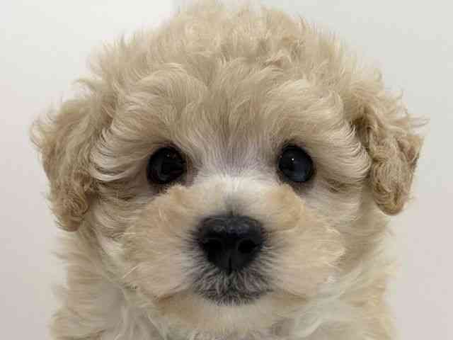 広島県のトイプードル(トイ) (ひごペットフレンドリーフジグラン神辺店/2026年2月14日生まれ/女の子/ペールフォーン)の子犬の1枚目の画像