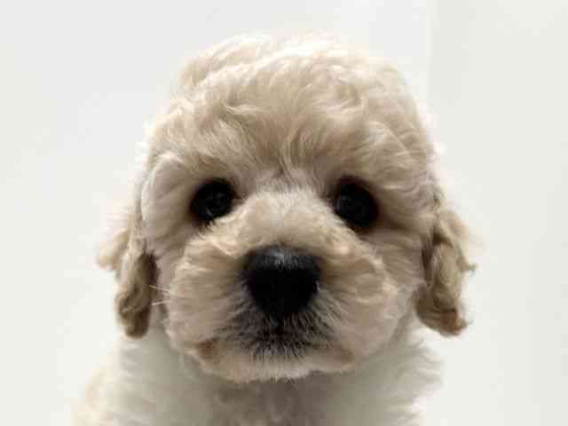 愛知県のトイプードル(トイ) (ひごペットフレンドリーららぽーと名古屋みなとアクルス店/2026年2月14日生まれ/男の子/ペールフォーン)の子犬の1枚目の画像