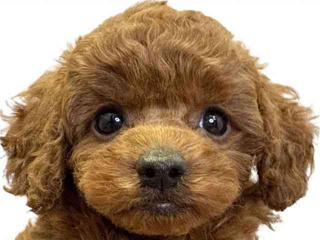 愛媛県のトイプードル(トイ) (ひごペットフレンドリーエミフルMASAKI店/2026年2月14日生まれ/女の子/レッドフォーン)の子犬の1枚目の画像