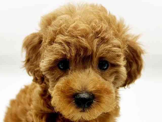 兵庫県のトイプードル(トイ) (ひごペットフレンドリーコロワ甲子園店/2026年2月14日生まれ/女の子/レッドフォーン)の子犬の1枚目の画像