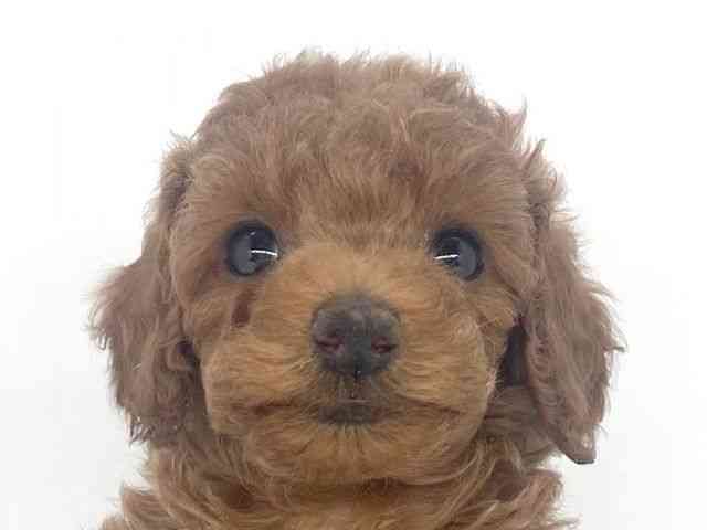 兵庫県のトイプードル(トイ) (ひごペットフレンドリーイオンタウン加古川店/2026年2月14日生まれ/女の子/レッドフォーン)の子犬の1枚目の画像