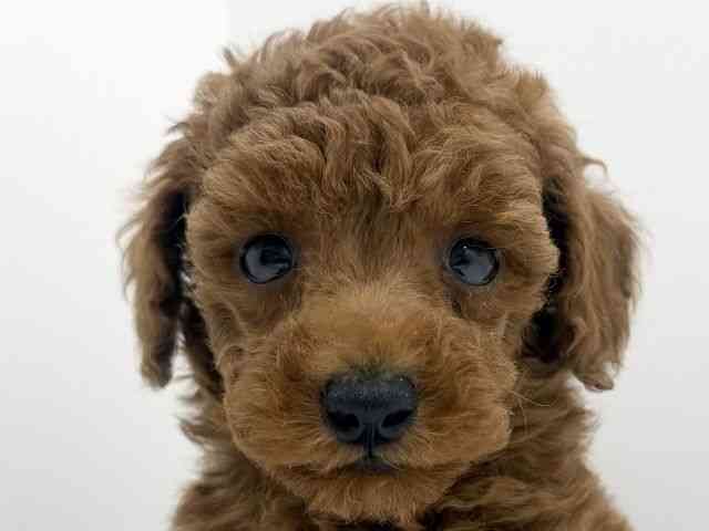 広島県のトイプードル(トイ) (ひごペットフレンドリーフジグラン神辺店/2026年2月15日生まれ/男の子/レッドフォーン)の子犬の1枚目の画像