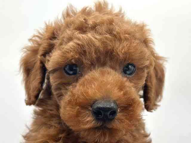 香川県のトイプードル(トイ) (ひごペットフレンドリーゆめタウン高松店/2026年2月15日生まれ/男の子/レッドフォーン)の子犬の1枚目の画像