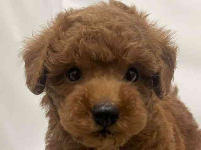 和歌山県のトイプードル(トイ) (ひごペットフレンドリーパームシティ和歌山店/2026年2月15日生まれ/男の子/レッドフォーン)の子犬の1枚目の画像