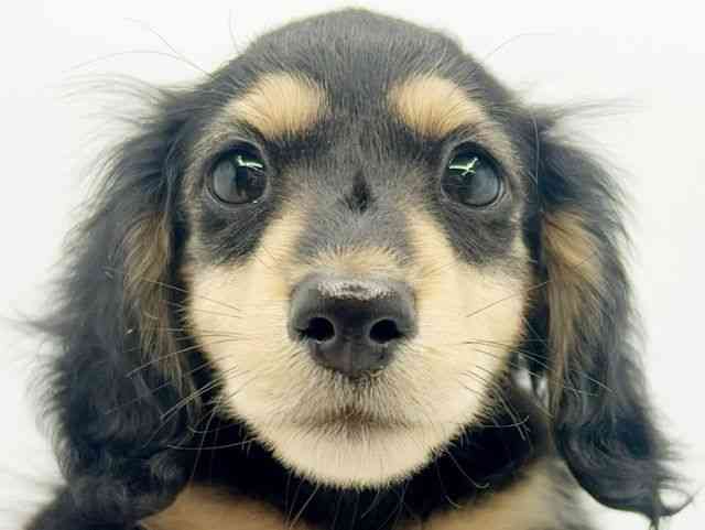 大阪府のミニチュアダックスフンド(ロング) (ひごペットフレンドリーみのおキューズモール店/2026年1月10日生まれ/男の子/ブラックタン)の子犬の1枚目の画像