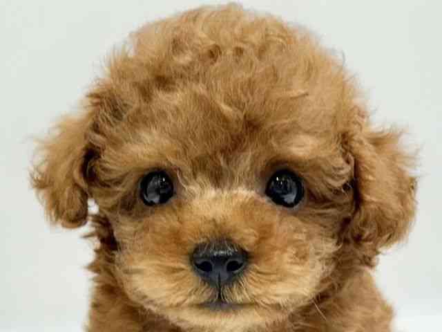 大阪府のトイプードル(トイ) (ひごペットフレンドリーイオンタウン豊中庄内店/2026年2月15日生まれ/男の子/レッド)の子犬の1枚目の画像