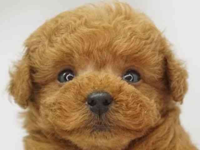 福岡県のトイプードル(トイ) (ひごペットフレンドリーゆめタウン筑紫野店/2026年2月14日生まれ/男の子/レッド)の子犬の1枚目の画像