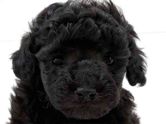 兵庫県のトイプードル(トイ) (ひごペットフレンドリーブルメールHAT神戸店/2026年2月15日生まれ/男の子/シルバー)の子犬