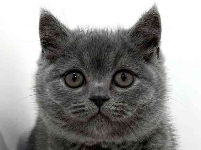 兵庫県のブリティッシュショートヘアー (ひごペットフレンドリーイトーヨーカドー明石店/2026年2月14日生まれ/女の子/ブルー)の子猫の1枚目の画像