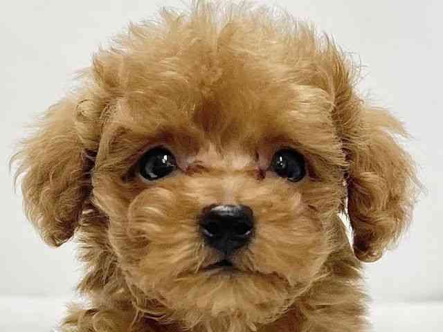 高知県のトイプードル(トイ) (ひごペットフレンドリーイオンモール高知店/2026年2月16日生まれ/男の子/レッド)の子犬の1枚目の画像