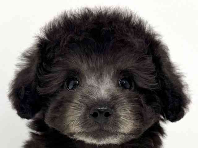 大阪府のトイプードル(トイ) (ひごペットフレンドリーくずはモール店/2026年2月16日生まれ/男の子/グレー)の子犬の1枚目の画像