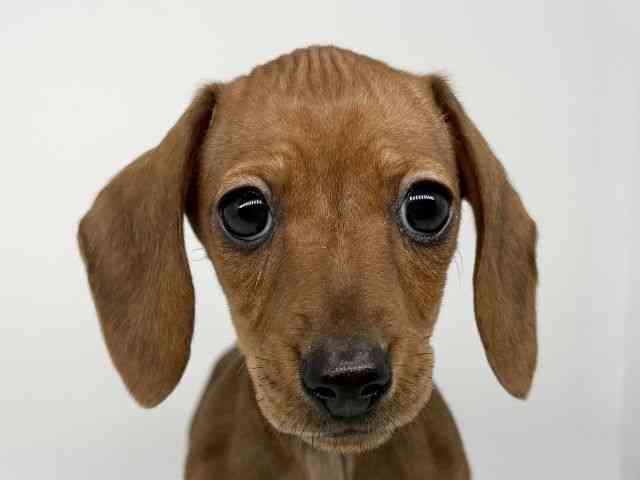 徳島県のカニンヘンダックスフンド(スムース) (ひごペットフレンドリーゆめタウン徳島店/2026年2月15日生まれ/女の子/レッド)の子犬の1枚目の画像