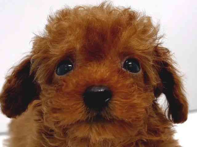 奈良県のトイプードル(トイ) (ひごペットフレンドリー奈良パワーシティ店/2026年2月15日生まれ/男の子/レッドフォーン)の子犬の1枚目の画像