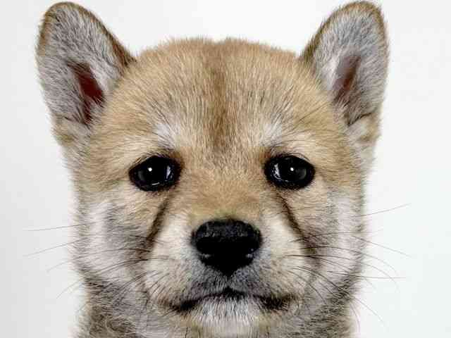 京都府の柴犬(標準サイズ) (ひごペットフレンドリーイズミヤショッピングセンター八幡店/2026年2月13日生まれ/男の子/赤)の子犬の1枚目の画像