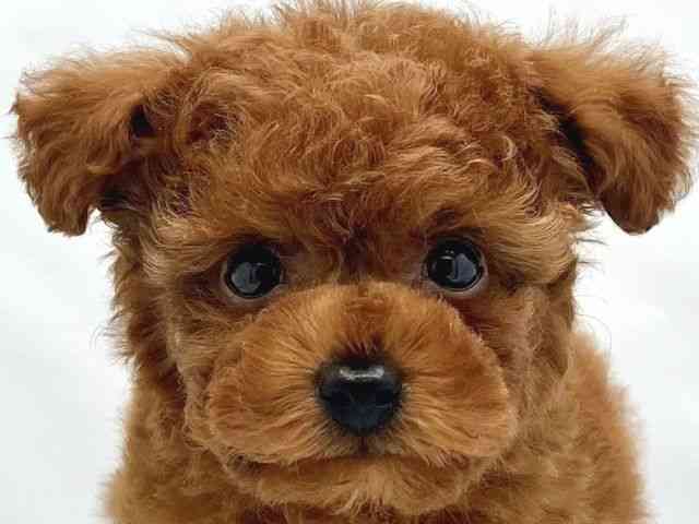 大阪府のトイプードル(トイ) (ひごペットフレンドリーイトーヨーカドー津久野店/2026年2月14日生まれ/男の子/レッド)の子犬の1枚目の画像