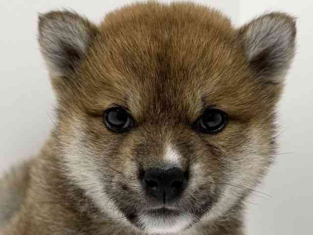 広島県の柴犬(標準サイズ) (ひごペットフレンドリーフジグラン神辺店/2026年2月15日生まれ/女の子/赤)の子犬の1枚目の画像