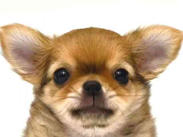 大阪府のチワワ(ロング) (ひごペットフレンドリー岸和田店/2026年2月13日生まれ/男の子/フォーン)の子犬の1枚目の画像