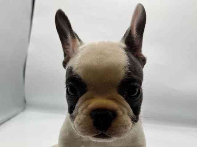 香川県のフレンチブルドッグ (ひごペットフレンドリーゆめタウン高松店/2026年2月12日生まれ/女の子/パイド)の子犬
