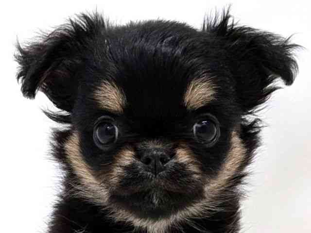 広島県のチワワ(ロング) (ひごペットフレンドリーゆめタウン廿日市店/2026年2月14日生まれ/女の子/ブラックタンホワイト)の子犬の1枚目の画像