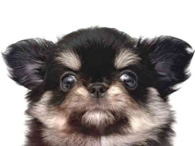 大阪府のチワワ(ロング) (ひごペットフレンドリー岸和田店/2026年2月14日生まれ/女の子/ブラックタンホワイト)の子犬の1枚目の画像