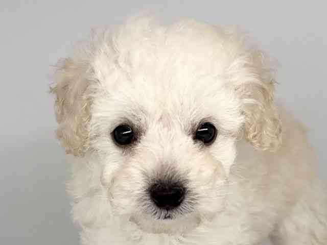 徳島県のトイプードル(トイ) (ひごペットフレンドリーゆめタウン徳島店/2026年2月15日生まれ/女の子/ホワイト)の子犬の1枚目の画像