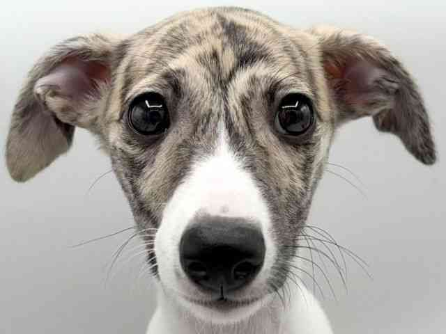 大阪府のウィペット (ひごペットフレンドリーららぽーとEXPOCITY店/2026年2月10日生まれ/女の子/ブリンドルホワイト)の子犬の1枚目の画像