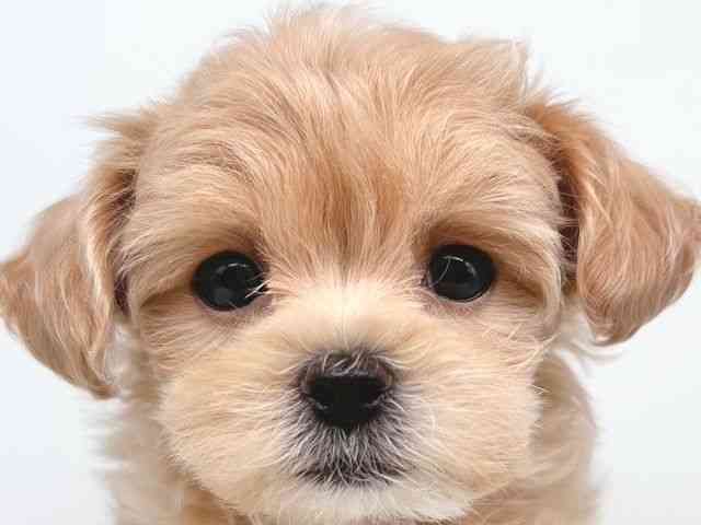 大阪府のマルプー(マルチーズ×プードル) (ひごペットフレンドリー瓜破店/2026年2月14日生まれ/男の子/アプリコット)の子犬