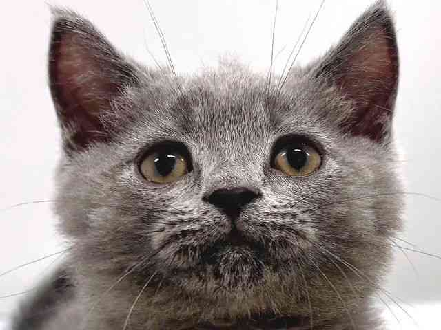 奈良県のスコティッシュフォールド (ひごペットフレンドリー奈良パワーシティ店/2026年2月13日生まれ/男の子/ブルー)の子猫の1枚目の画像