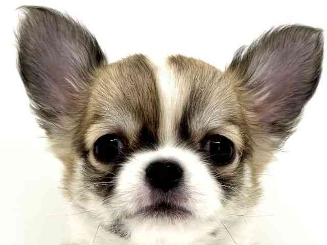 大阪府のチワワ(ロング) (ひごペットフレンドリーくずはモール店/2026年2月15日生まれ/男の子/レッドフォーン)の子犬の1枚目の画像