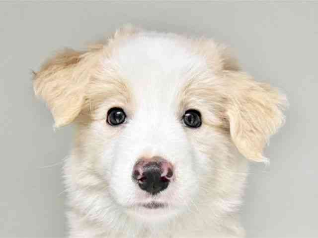 兵庫県のボーダーコリー (ひごペットフレンドリーコロワ甲子園店/2026年2月15日生まれ/男の子/レッドホワイト)の子犬の1枚目の画像