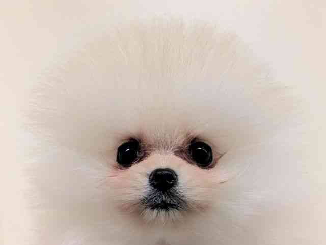 福岡県のポメラニアン (ひごペットフレンドリーリバーウォーク北九州店/2026年2月16日生まれ/男の子/クリーム)の子犬