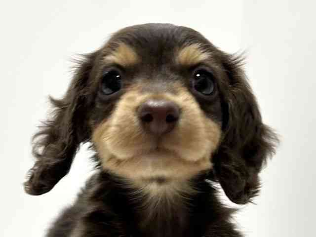 愛知県のミニチュアダックスフンド(ロング) (ひごペットフレンドリーららぽーと名古屋みなとアクルス店/2026年2月15日生まれ/女の子/チョコレートタン)の子犬の1枚目の画像