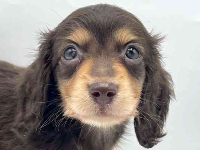 奈良県のミニチュアダックスフンド(ロング) (ひごペットフレンドリートナリエ大和高田店/2026年2月15日生まれ/男の子/チョコレートタン)の子犬の1枚目の画像