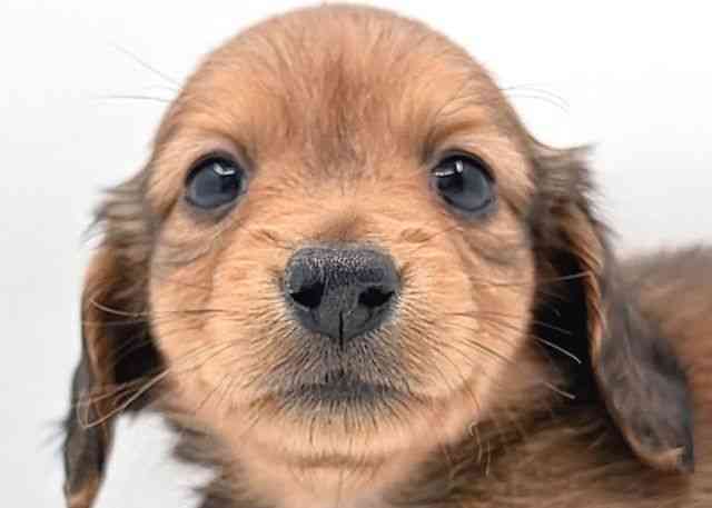 島根県のカニンヘンダックスフンド(ロング) (ひごペットフレンドリーイオン松江ショッピングセンター店/2026年2月14日生まれ/女の子/シェーデットレッド)の子犬の1枚目の画像