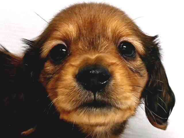 奈良県のカニンヘンダックスフンド(ロング) (ひごペットフレンドリー奈良パワーシティ店/2026年2月14日生まれ/男の子/シェーデットレッド)の子犬の1枚目の画像