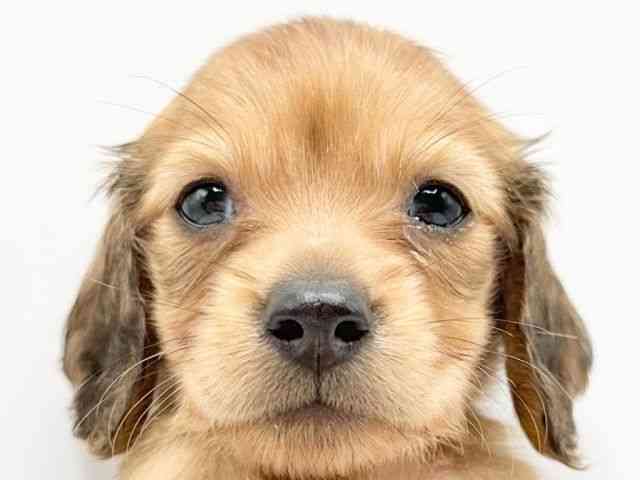 京都府のカニンヘンダックスフンド(ロング) (ひごペットフレンドリーイオンモール高の原店/2026年2月15日生まれ/男の子/シェーデットレッド)の子犬の1枚目の画像