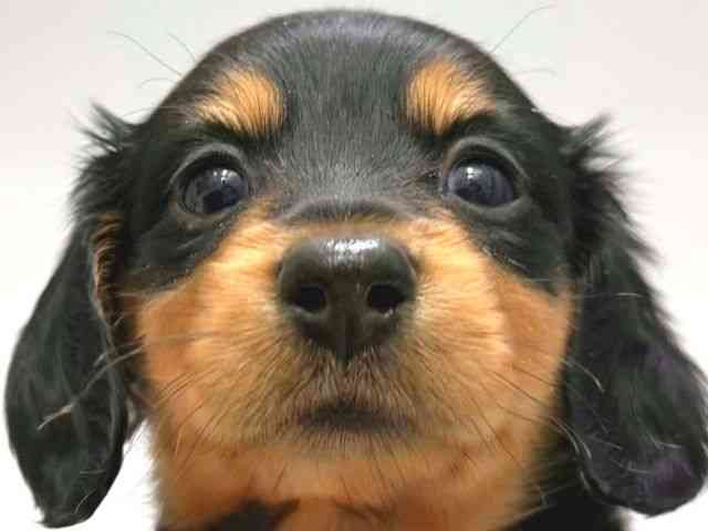 大阪府のカニンヘンダックスフンド(ロング) (ひごペットフレンドリー岸和田店/2026年2月14日生まれ/女の子/ブラックタン)の子犬の1枚目の画像